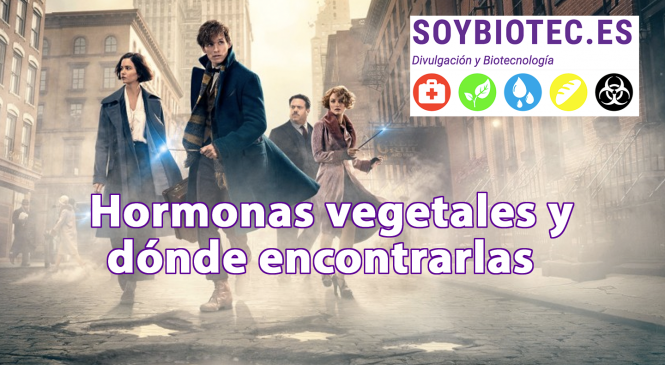Hormonas vegetales y dónde encontrarlas