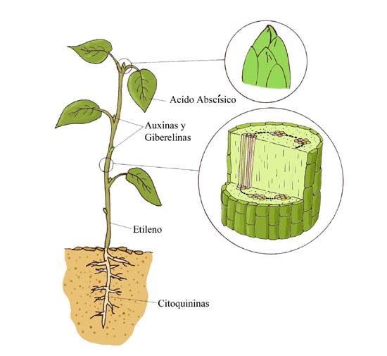 Esquema de algunas hormonas vegetales